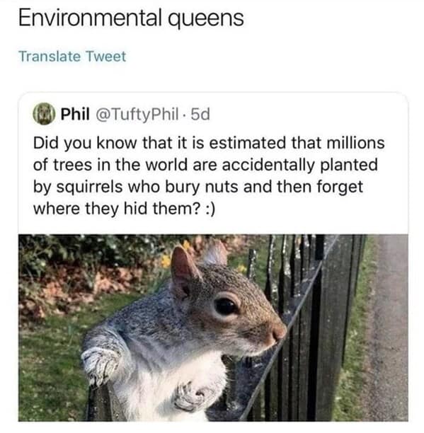 Did you know that it is estimated that millions of trees in the world are accidentally planted by squirrels who bury nuts and then forget where they hid them?