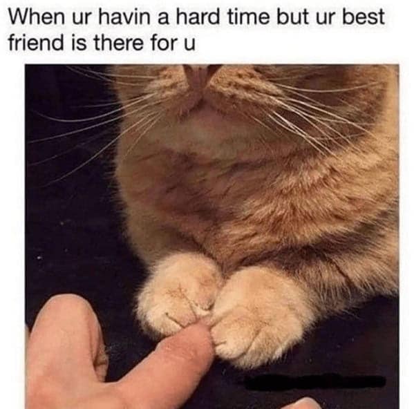 wholesome memes, heartwarming memes, feel-good memes, uplifting memes, Positive memes, encouraging memes, inspirational memes, Cute memes, adorable memes, sweet memes, Kindness memes, compassionate memes, caring memes