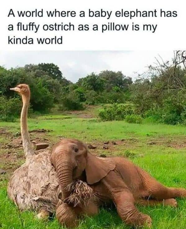 wholesome memes, heartwarming memes, uplifting memes, heartfelt comedic bites, warm fuzzy jokes, uplifting comedic memes, soft comedic visuals, gentle motivation humor, small joy references, feel good memes, mild positivity pictures, tiny daily encouragement, calm comedic warmth, positivity jokes, comedic beacons, motivational humor illusions, encouraging pun bits