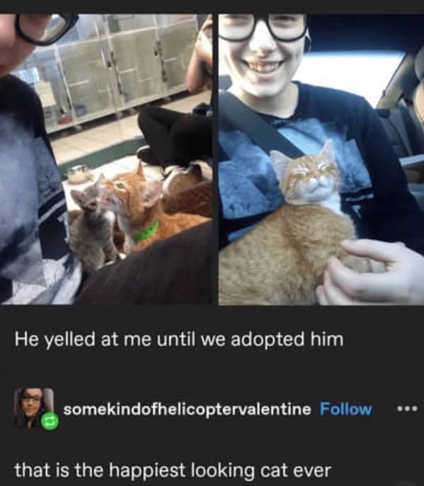 wholesome memes, heartwarming memes, feel-good memes, uplifting memes, Positive memes, encouraging memes, inspirational memes, Cute memes, adorable memes, sweet memes, Kindness memes, compassionate memes, caring memes