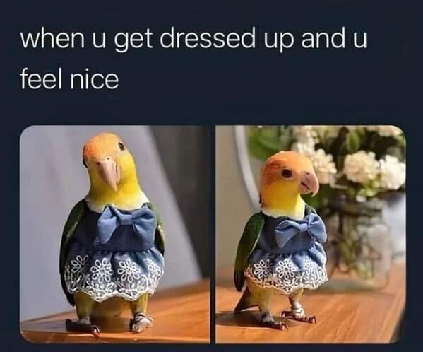 wholesome memes, heartwarming memes, uplifting memes, heartfelt comedic bites, warm fuzzy jokes, uplifting comedic memes, soft comedic visuals, gentle motivation humor, small joy references, feel good memes, mild positivity pictures, tiny daily encouragement, calm comedic warmth, positivity jokes, comedic beacons, motivational humor illusions, encouraging pun bits