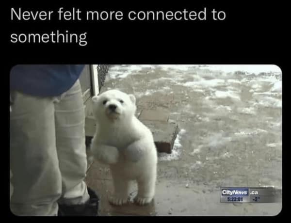 wholesome memes, uplifting memes, uplifting memes, warm fuzzy bits, gentle comedic pictures, cute memes, sweet comedic images, mild endearing visuals, tender comedic notes, uplifting humor, positive memes, reassuring comedic references, good vibe jokes