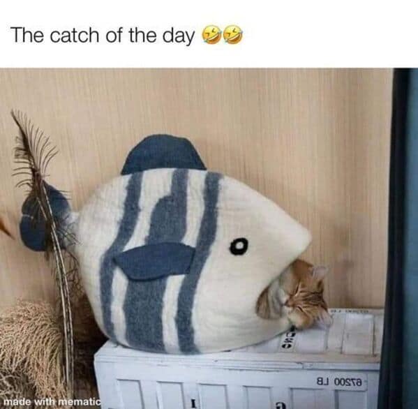 wholesome memes, heartwarming memes, uplifting memes, heartfelt comedic bites, warm fuzzy jokes, uplifting comedic memes, soft comedic visuals, gentle motivation humor, small joy references, feel good memes, mild positivity pictures, tiny daily encouragement, calm comedic warmth, positivity jokes, comedic beacons, motivational humor illusions, encouraging pun bits