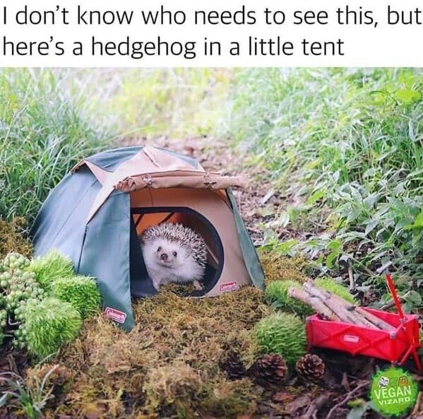 I don't know who needs to see this, but here's a hedgehog in a little tent