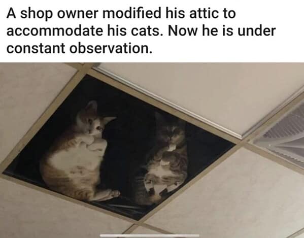 A shop owner modified his attic to accommodate his cats. Now he is under constant observation.