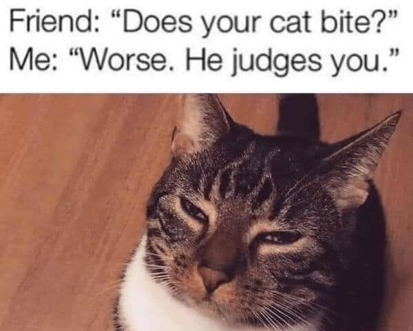 wholesome memes, heartwarming memes, uplifting memes, heartfelt comedic bites, warm fuzzy jokes, uplifting comedic memes, soft comedic visuals, gentle motivation humor, small joy references, feel good memes, mild positivity pictures, tiny daily encouragement, calm comedic warmth, positivity jokes, comedic beacons, motivational humor illusions, encouraging pun bits