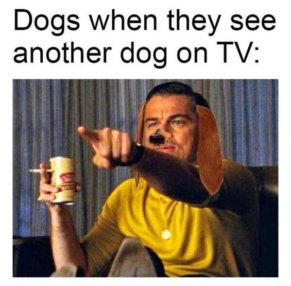 Dogs when they see another dog on TV: