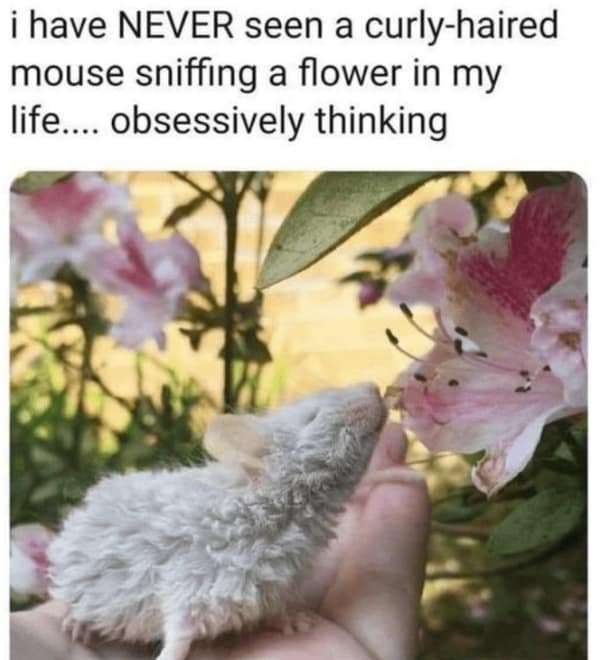 wholesome memes, uplifting memes, uplifting memes, warm fuzzy bits, gentle comedic pictures, cute memes, sweet comedic images, mild endearing visuals, tender comedic notes, uplifting humor, positive memes, reassuring comedic references, good vibe jokes