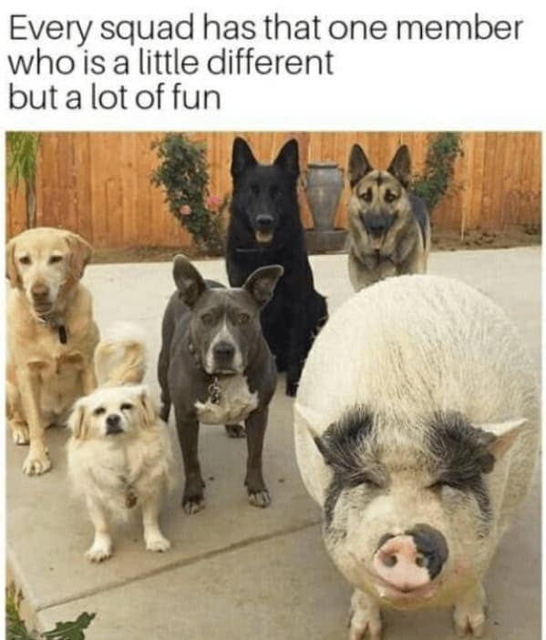 wholesome memes, heartwarming memes, feel-good memes, uplifting memes, Positive memes, encouraging memes, inspirational memes, Cute memes, adorable memes, sweet memes, Kindness memes, compassionate memes, caring memes