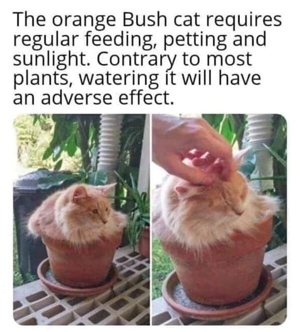 wholesome memes, heartwarming memes, uplifting memes, heartfelt comedic bites, warm fuzzy jokes, uplifting comedic memes, soft comedic visuals, gentle motivation humor, small joy references, feel good memes, mild positivity pictures, tiny daily encouragement, calm comedic warmth, positivity jokes, comedic beacons, motivational humor illusions, encouraging pun bits