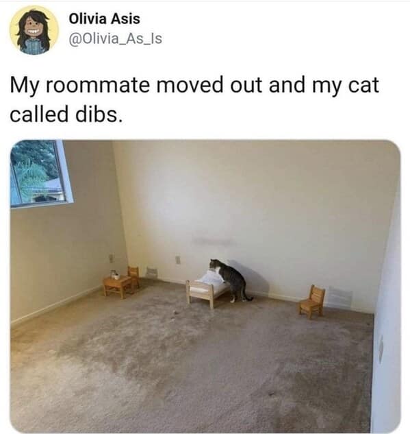 My roommate moved out and my cat called dibs.