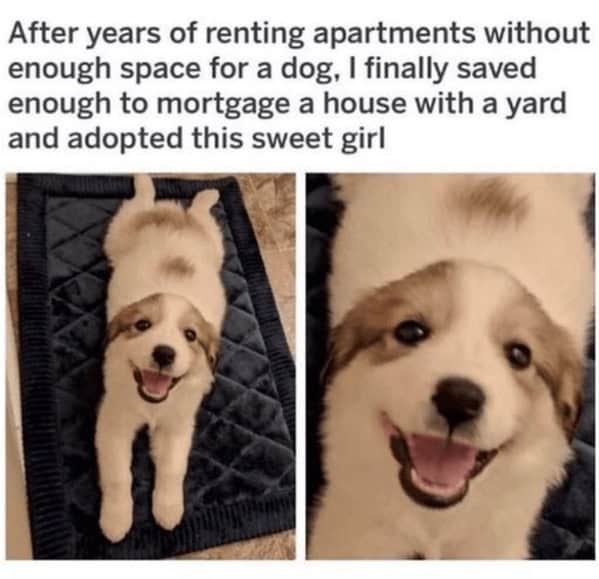 wholesome memes, heartwarming memes, feel-good memes, uplifting memes, Positive memes, encouraging memes, inspirational memes, Cute memes, adorable memes, sweet memes, Kindness memes, compassionate memes, caring memes