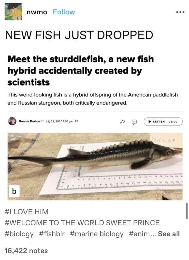 NEW FISH JUST DROPPED Meet the sturddlefish, a new fish hybrid accidentally created by scientists