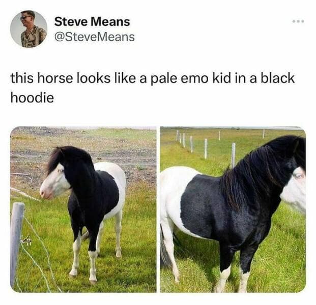 animal memes, pet memes, wildlife memes, creature memes, funny pets, animal humor, pet antics, hilarious animals, creature humor, pet chaos, funny animal photos