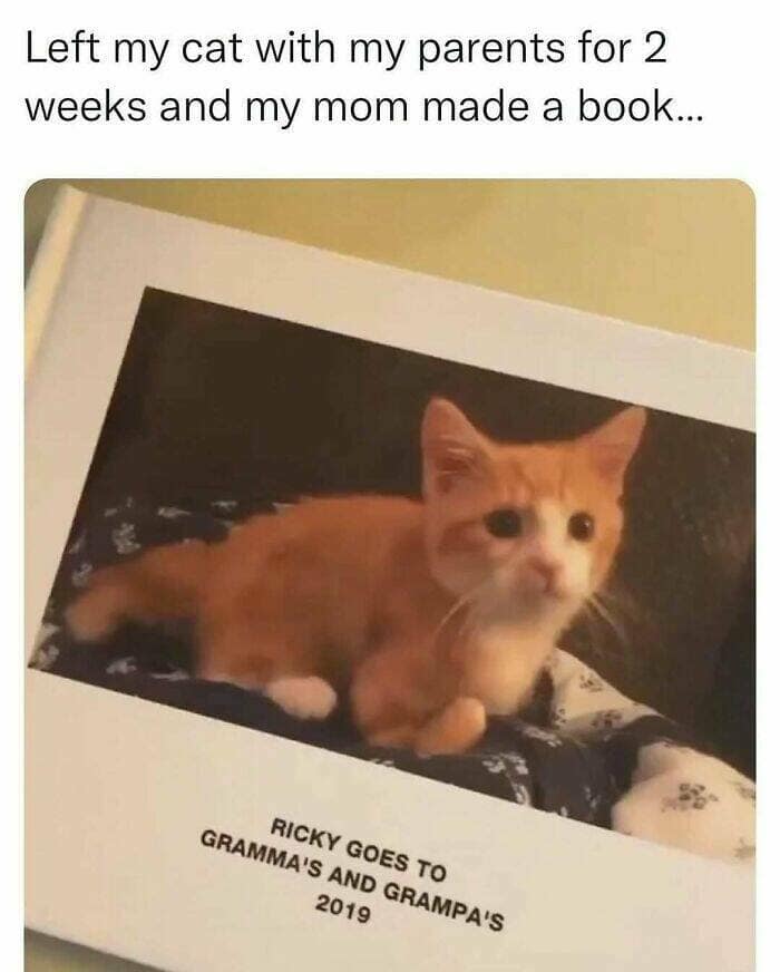 animal memes, pet memes, wildlife memes, creature memes, funny pets, animal humor, pet antics, hilarious animals, creature humor, pet chaos, funny animal photos