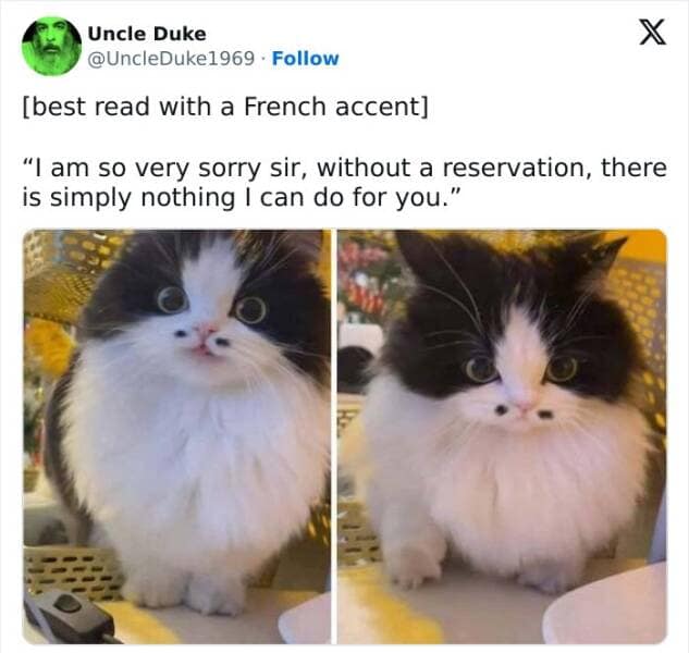 animal memes, pet memes, wildlife memes, creature memes, funny pets, animal humor, pet antics, hilarious animals, creature humor, pet chaos, funny animal photos