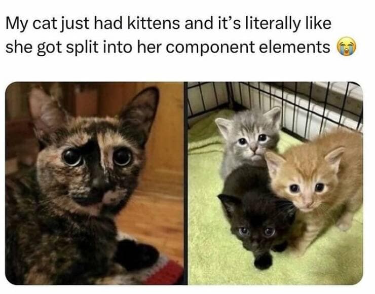 animal memes, pet memes, wildlife memes, creature memes, funny pets, animal humor, pet antics, hilarious animals, creature humor, pet chaos, funny animal photos