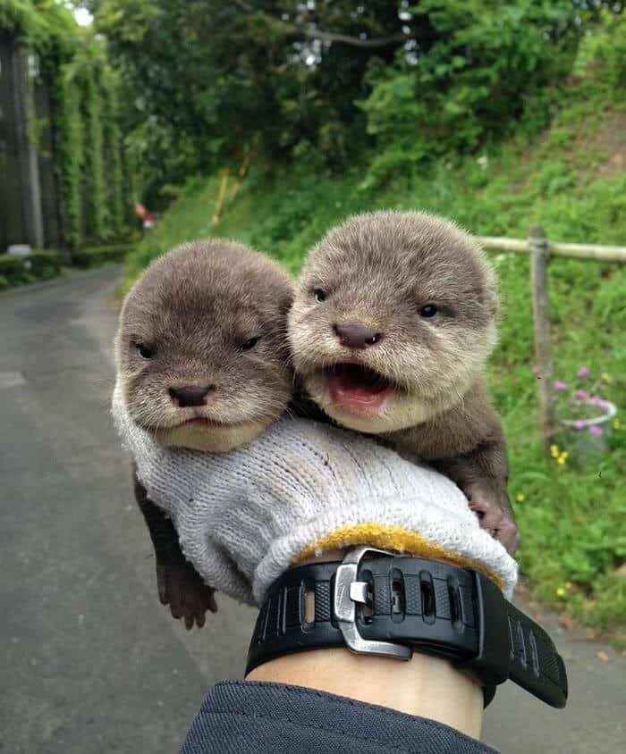 baby animals, baby animal photos, cute animals, adorable animals, fluffy animals, baby pandas, baby elephants, baby hedgehogs, baby bunnies