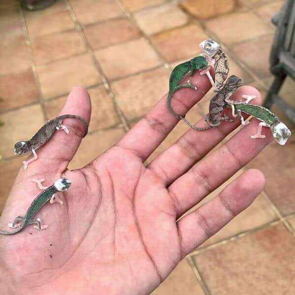 baby animals, baby animal photos, cute animals, adorable animals, fluffy animals, baby pandas, baby elephants, baby hedgehogs, baby bunnies