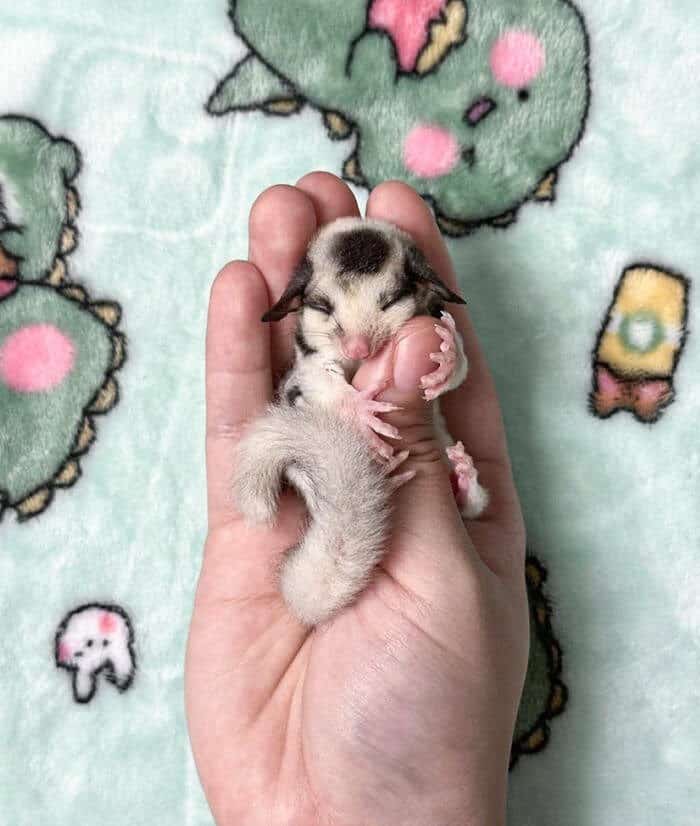 baby animals, baby animal photos, cute animals, adorable animals, fluffy animals, baby pandas, baby elephants, baby hedgehogs, baby bunnies