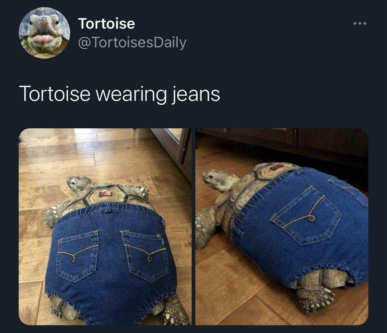 Tortoise @TortoisesDaily Tortoise wearing jeans
