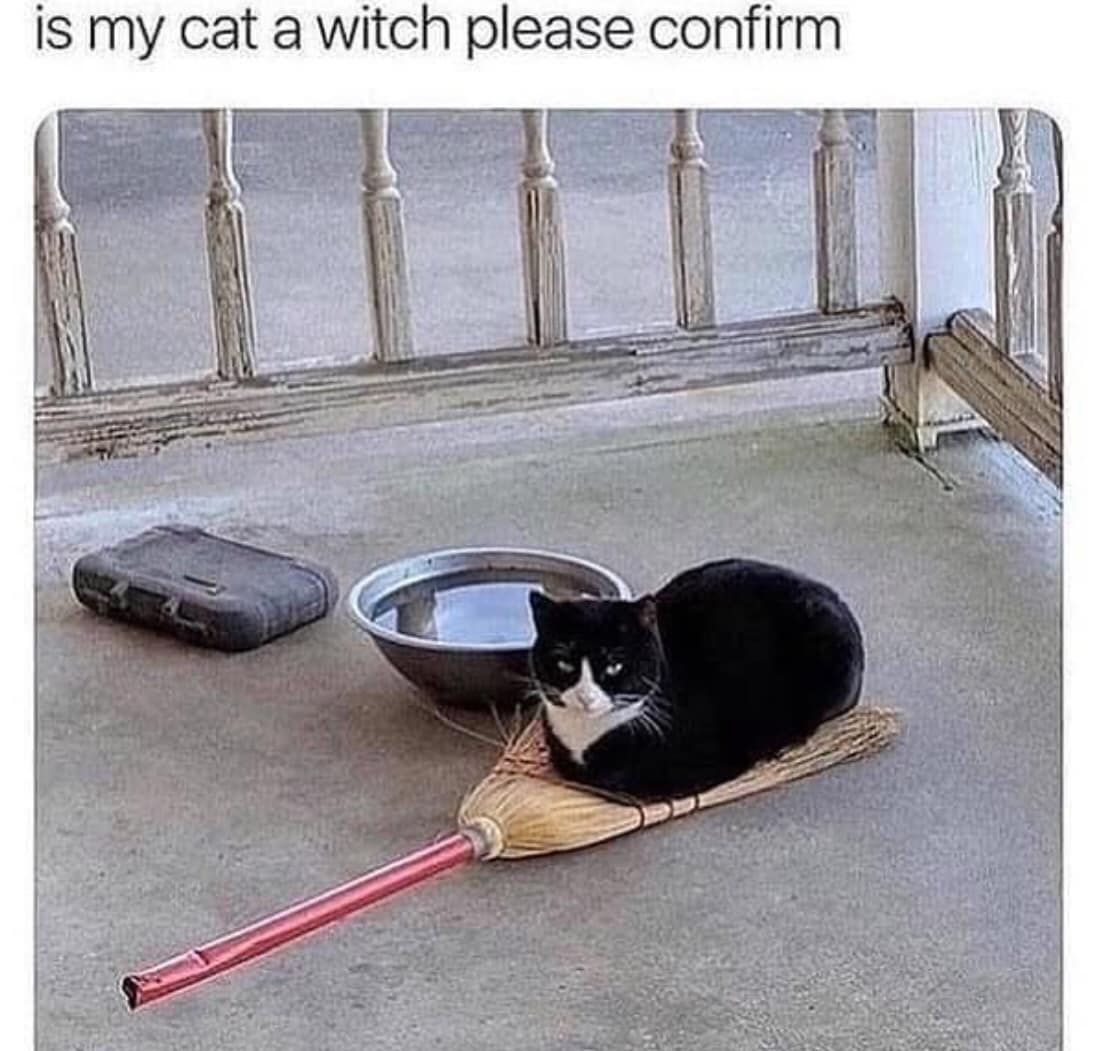 is my cat a witch please confirm