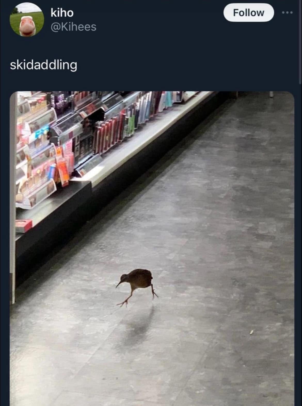 kiho @Kihees skidaddling grocery store bird
