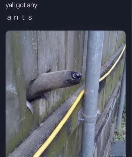 yall got any ants