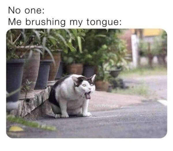 classic memes, vintage memes, viral tweets, old memes, best memes, timeless memes, vintage internet jokes, retro memes, trending text lines, widely shared posts, social media snapshots, vintage web content, comedic blasts from past, internet humor, digital comedic culture, web-based jokes, online comedic references