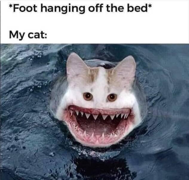 *Foot hanging off the bed* My cat: