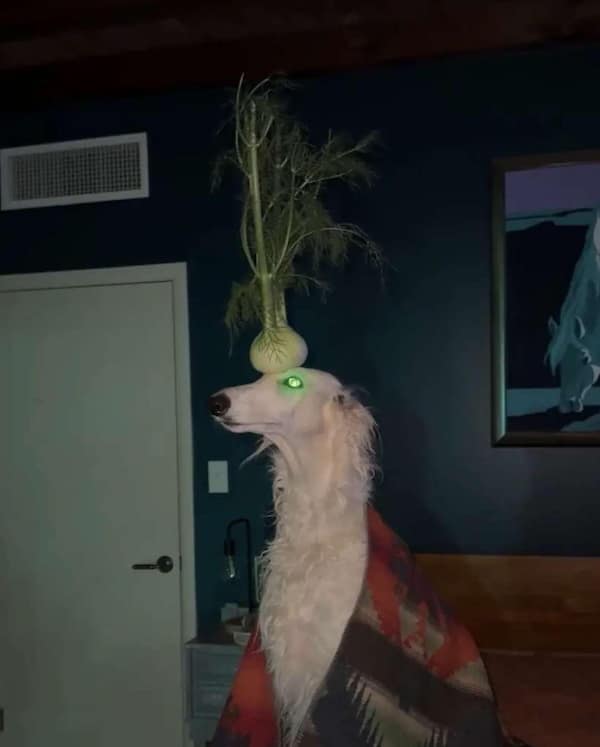 creepy dogs, eerie hounds, unsettling canines, spooky pooches, weird dog photos, bizarre puppy pictures, odd canine snapshots, freakish dog images, rare dog breeds, uncanny dog traits, extraordinary pooch types, dog-like creatures, cryptid pups, mythical dog forms, surreal hound appearances