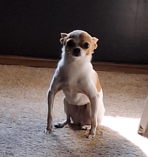 creepy dogs, eerie hounds, unsettling canines, spooky pooches, weird dog photos, bizarre puppy pictures, odd canine snapshots, freakish dog images, rare dog breeds, uncanny dog traits, extraordinary pooch types, dog-like creatures, cryptid pups, mythical dog forms, surreal hound appearances