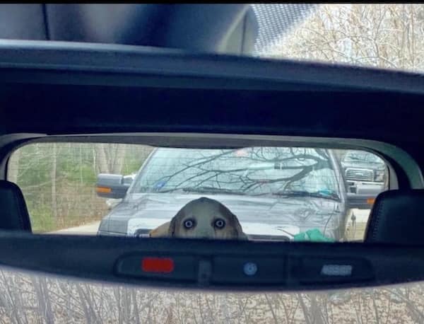 creepy dogs, eerie hounds, unsettling canines, spooky pooches, weird dog photos, bizarre puppy pictures, odd canine snapshots, freakish dog images, rare dog breeds, uncanny dog traits, extraordinary pooch types, dog-like creatures, cryptid pups, mythical dog forms, surreal hound appearances