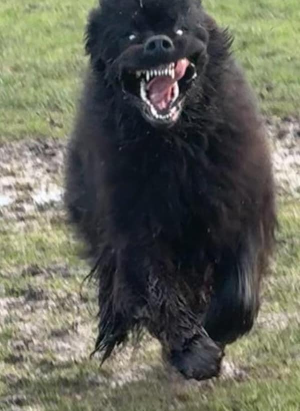 creepy dogs, eerie hounds, unsettling canines, spooky pooches, weird dog photos, bizarre puppy pictures, odd canine snapshots, freakish dog images, rare dog breeds, uncanny dog traits, extraordinary pooch types, dog-like creatures, cryptid pups, mythical dog forms, surreal hound appearances