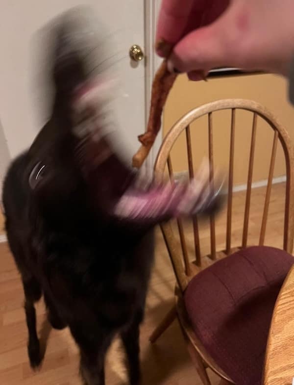 creepy dogs, eerie hounds, unsettling canines, spooky pooches, weird dog photos, bizarre puppy pictures, odd canine snapshots, freakish dog images, rare dog breeds, uncanny dog traits, extraordinary pooch types, dog-like creatures, cryptid pups, mythical dog forms, surreal hound appearances