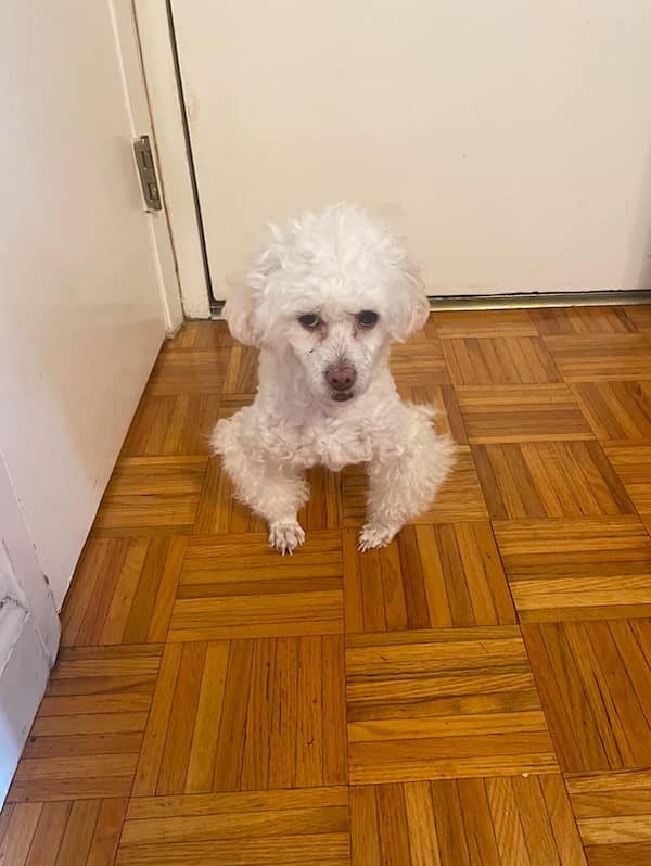 creepy dogs, eerie hounds, unsettling canines, spooky pooches, weird dog photos, bizarre puppy pictures, odd canine snapshots, freakish dog images, rare dog breeds, uncanny dog traits, extraordinary pooch types, dog-like creatures, cryptid pups, mythical dog forms, surreal hound appearances