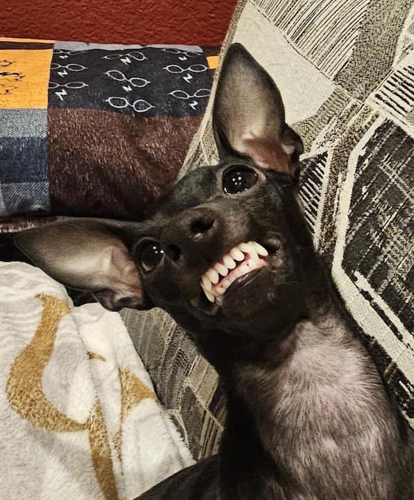 creepy dogs, eerie hounds, unsettling canines, spooky pooches, weird dog photos, bizarre puppy pictures, odd canine snapshots, freakish dog images, rare dog breeds, uncanny dog traits, extraordinary pooch types, dog-like creatures, cryptid pups, mythical dog forms, surreal hound appearances