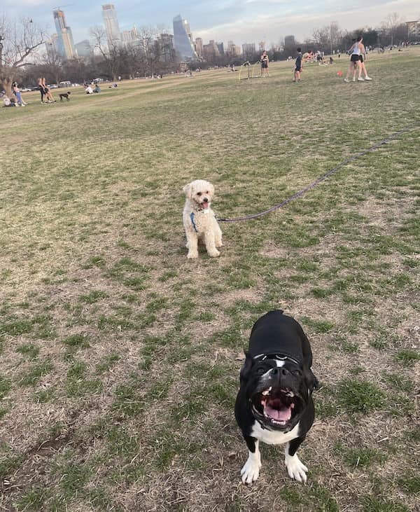 creepy dogs, eerie hounds, unsettling canines, spooky pooches, weird dog photos, bizarre puppy pictures, odd canine snapshots, freakish dog images, rare dog breeds, uncanny dog traits, extraordinary pooch types, dog-like creatures, cryptid pups, mythical dog forms, surreal hound appearances