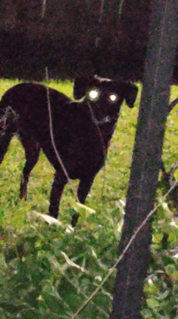 creepy dogs, eerie hounds, unsettling canines, spooky pooches, weird dog photos, bizarre puppy pictures, odd canine snapshots, freakish dog images, rare dog breeds, uncanny dog traits, extraordinary pooch types, dog-like creatures, cryptid pups, mythical dog forms, surreal hound appearances