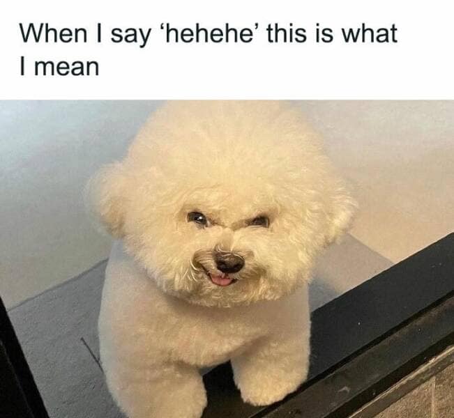 dog memes, puppy memes, puppy humor, canine jokes, furry friend memes, funny dog photos, dog shaming, animal comedy, pet antics, dog behavior jokes
