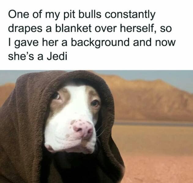 dog memes, puppy memes, puppy humor, canine jokes, furry friend memes, funny dog photos, dog shaming, animal comedy, pet antics, dog behavior jokes