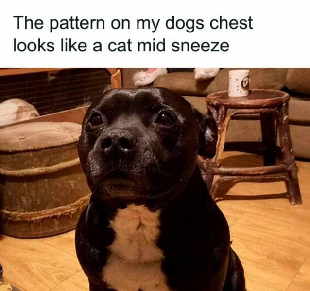 dog memes, puppy memes, puppy humor, canine jokes, furry friend memes, funny dog photos, dog shaming, animal comedy, pet antics, dog behavior jokes