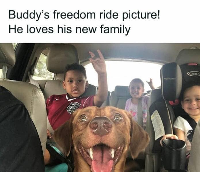 dog memes, puppy memes, puppy humor, canine jokes, furry friend memes, funny dog photos, dog shaming, animal comedy, pet antics, dog behavior jokes