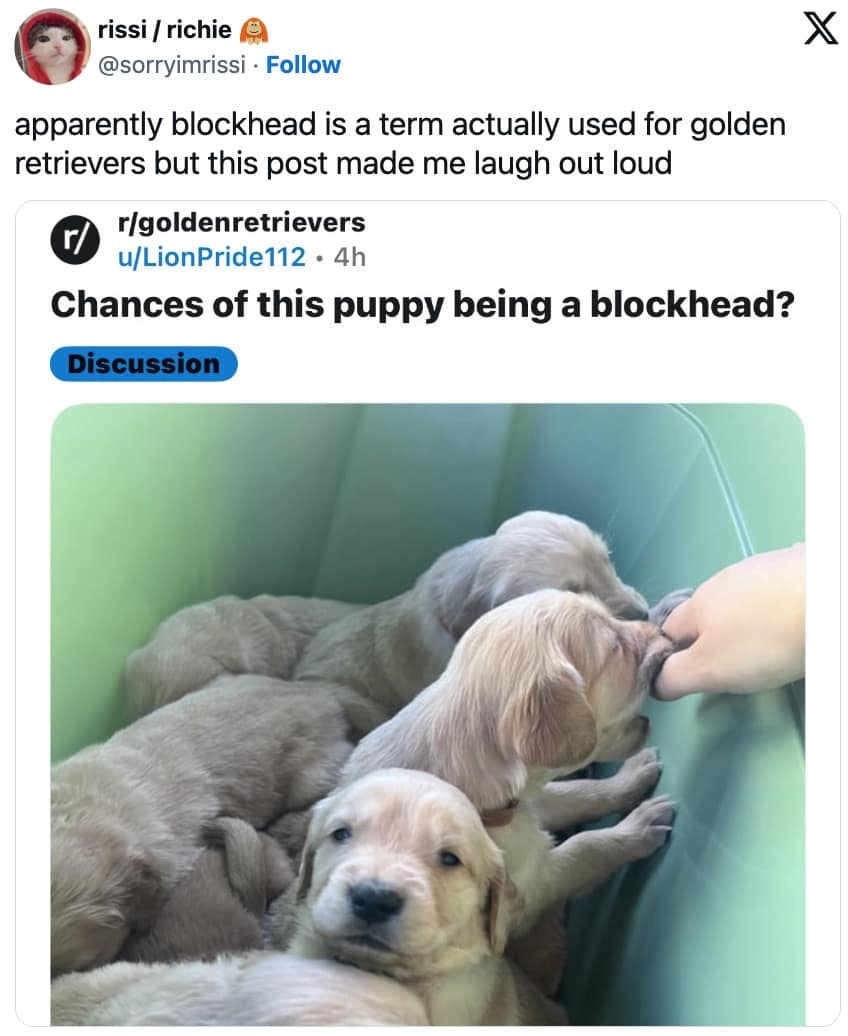 dog memes, funny dog memes, pet humor, dog owner struggles, pet antics, dog photo fails, dog walking humor, vacuum cleaner battles, dog homework jokes