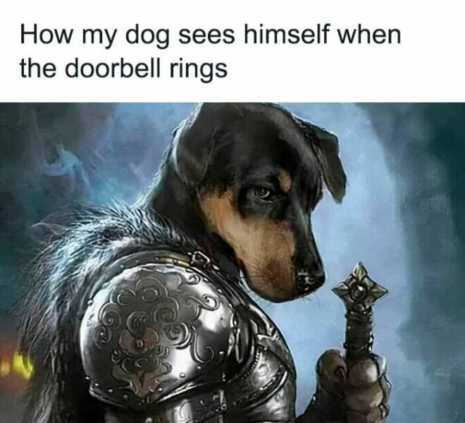 dog memes, puppy memes, puppy humor, canine jokes, furry friend memes, funny dog photos, dog shaming, animal comedy, pet antics, dog behavior jokes