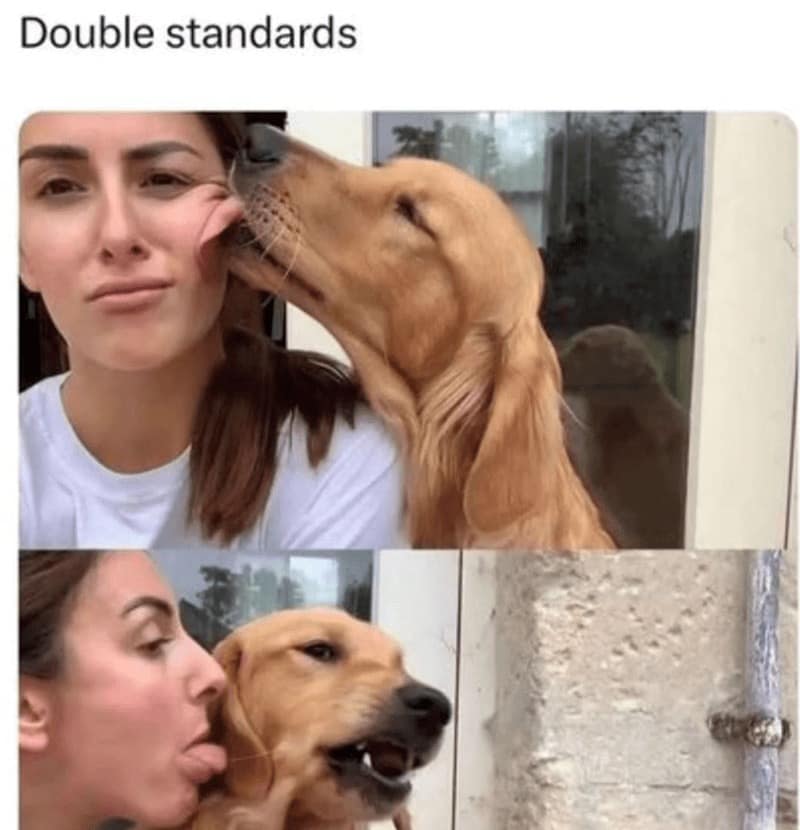 dog memes, funny dog memes, pet humor, dog owner struggles, pet antics, dog photo fails, dog walking humor, vacuum cleaner battles, dog homework jokes