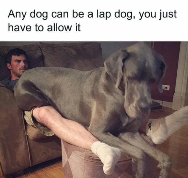 dog memes, puppy memes, puppy humor, canine jokes, furry friend memes, funny dog photos, dog shaming, animal comedy, pet antics, dog behavior jokes