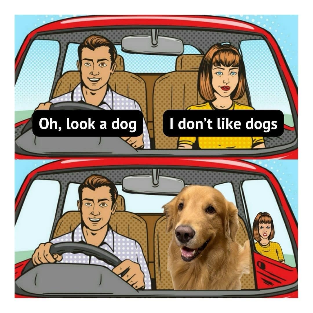 dog memes, funny dog memes, pet humor, dog owner struggles, pet antics, dog photo fails, dog walking humor, vacuum cleaner battles, dog homework jokes