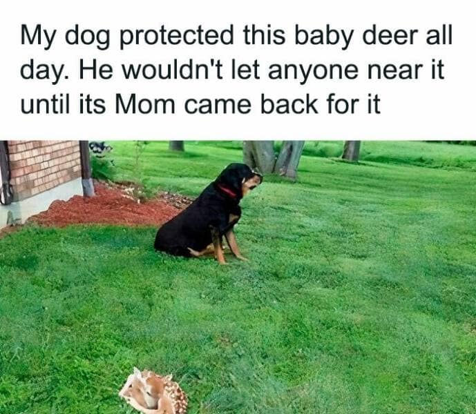 dog memes, puppy memes, puppy humor, canine jokes, furry friend memes, funny dog photos, dog shaming, animal comedy, pet antics, dog behavior jokes