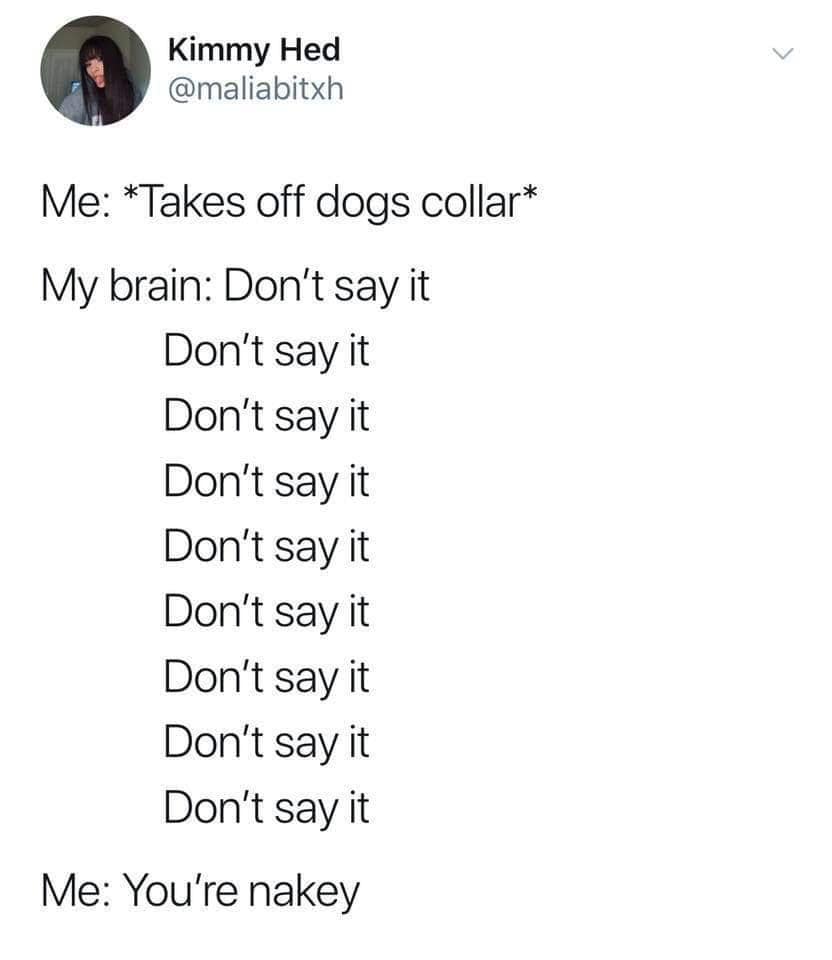 dog memes, funny dog memes, pet humor, dog owner struggles, pet antics, dog photo fails, dog walking humor, vacuum cleaner battles, dog homework jokes